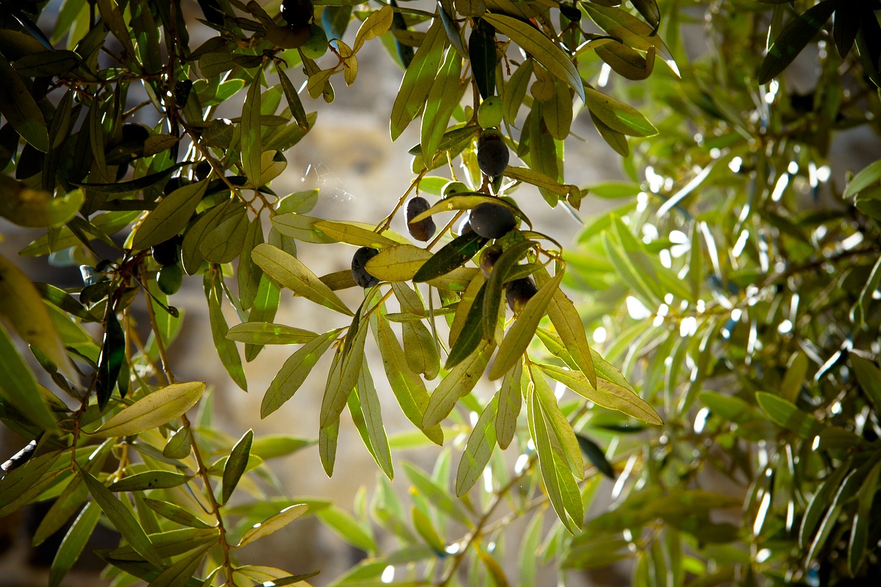 olives-789140_1280